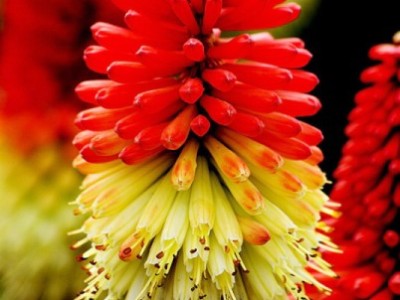 Kniphofia-2