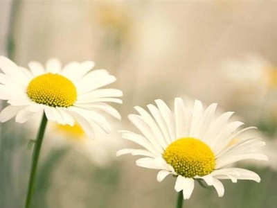 Shasta_daisy_Leucanthemum_Filigran_flowers_F0010247