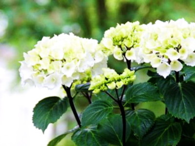 hydrangea_macrophylla_zebra__pp_18,688_conceptplants