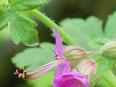 leo-mic-Geranium-macrorrhizum-1591