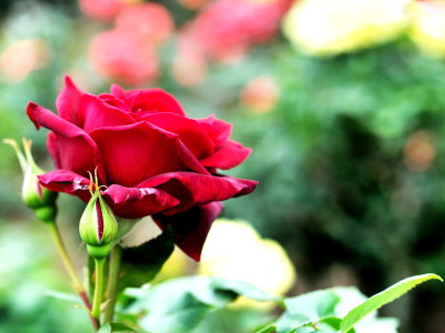 red_rose_3